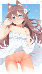 Rule 34 | 1girl, animal ears, blue eyes, blush, breasts, brown hair, cleft of venus, closed mouth, collarbone, cowboy shot, daisy, dog ears, dress, fat mons, flower, hair flaps, hair flower, hair ornament, highres, long hair, looking at viewer, original, petals, pussy, sidelocks, small breasts, smile, solo, strap slip, sundress, tachimi (basue), uncensored, white dress, white flower