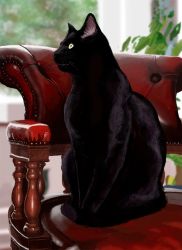 Rule 34 | animal focus, armchair, black cat, cat, chair, commentary request, full body, minami koyogi, no humans, original, photo-referenced, plant, sitting, whiskers