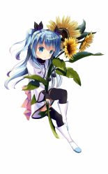 Rule 34 | 10s, 1girl, bad id, bad pixiv id, black thighhighs, blue eyes, blue hair, boots, dress, flower, full body, long hair, matching hair/eyes, noel (sora no method), ribbon, solo, sora no method, sunflower, thighhighs, twintails, two side up, white dress, xisheng
