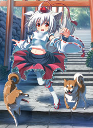 Rule 34 | 1girl, animal, animal ears, detached sleeves, dog, full body, geta, hat, highres, inubashiri momiji, japanese clothes, long sleeves, midriff, naox, navel, open mouth, pom pom (clothes), red eyes, shirt, short hair, skirt, stairs, string, tail, tengu-geta, thighhighs, tokin hat, tongue, tongue out, touhou, upskirt, white hair, white thighhighs, wide sleeves, wolf ears, wolf tail, zettai ryouiki