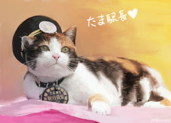 Rule 34 | :&lt;, animal, animal focus, calico, cat, character name, collar, commentary, dated, gradient background, hat, heart, lying, no humans, on stomach, original, real life, realistic, sevenmile, station master tama