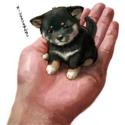 Rule 34 | animal focus, bad id, bad pixiv id, chobi (pixiv), dog, holding, in palm, pixiv, puppy, shiba inu, simple background, toriny, translated, white background