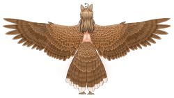 Rule 34 | 1girl, animal ears, back, bird legs, bird tail, brown feathers, brown hair, brown wings, capiocapan, commentary request, feathers, from behind, full body, harpy, highres, long hair, monster girl, nude, original, outstretched arms, scales, simple background, solo, tail, white background, winged arms, wings