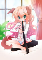 Rule 34 | 1girl, animal ears, blush, brown hair, crossed legs, dog ears, dog tail, gradient hair, green eyes, mao (alepricos), mouth hold, multicolored hair, open clothes, open shirt, original, panties, pink hair, shirt, sitting, solo, striped clothes, striped panties, tail, thighhighs, underwear