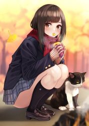 Rule 34 | 1girl, animal, autumn, autumn leaves, black socks, blazer, blurry, blush, breath, brown eyes, brown hair, campfire, cat, day, depth of field, eating, falling leaves, fingernails, fire, food, food in mouth, forest, from side, hands up, highres, holding, holding food, jacket, kneehighs, leaf, legs together, loafers, looking at viewer, mouth hold, nature, original, outdoors, plaid, plaid skirt, pleated skirt, ribbed sweater, roasted sweet potato, scarf, school uniform, shoes, skirt, sleeves past wrists, smoke, socks, solo, squatting, sweater, sweet potato, takoneru