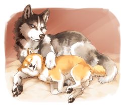 Rule 34 | animal, animal focus, blue eyes, dog, full body, ginziro, grey fur, husky, no humans, orange fur, original, shiba inu, sleeping, tail, two-tone fur, white fur