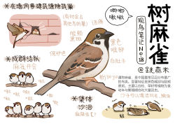 Rule 34 | animal, animal focus, bird, black eyes, brick wall, chick, chinese commentary, chinese text, closed mouth, commentary request, flock, flying, from side, full body, garlica, highres, information sheet, multiple views, no humans, open mouth, original, simple background, sparrow, speech bubble, translation request, white background