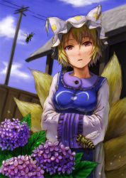 Rule 34 | 1girl, animal hat, bad id, bad pixiv id, bee, blonde hair, blue sky, bug, day, face, female focus, flower, hands in opposite sleeves, hat, hydrangea, insect, kitsune, kurione (pixiv), kurione (zassou), kyuubi, long sleeves, looking at viewer, mob cap, multiple tails, orange eyes, outdoors, power lines, short hair, sky, solo, tail, tassel, touhou, utility pole, white hat, wide sleeves, yakumo ran