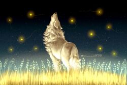 Rule 34 | animal, animal focus, closed eyes, facing up, field, fireflies, from behind, howling, light trail, nature, night, night sky, no humans, open mouth, original, outdoors, sensui (sui wolf55), sky, solo, standing, star (sky), traditional media, twitter username, wheat field, wolf