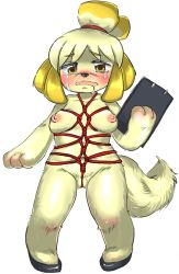 Rule 34 | animal crossing, animal hands, artist request, bdsm, blush, bondage, bound, breasts, breath, clipboard, crying, dog, furry, heart, heart-shaped pupils, isabelle (animal crossing), medium breasts, navel, nintendo, nipples, open mouth, plump, simple background, symbol-shaped pupils, tail, yellow eyes