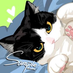 Rule 34 | animal focus, artist name, cat, chinese commentary, commentary request, eromkk, green background, heart, looking at viewer, lying, no humans, on bed, on side, original, pawpads, sample watermark, upper body, watermark, weibo watermark, whiskers, yellow eyes