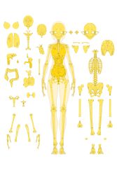 Rule 34 | 1girl, absurdres, anatomy, android, arms at sides, bob cut, bone, brain, breasts, catlesstail, full body, heart (organ), highres, intestines, lungs, nipples, organs, original, pointy ears, ribcage, science fiction, skeleton, skull, solo, standing, stomach (organ), uterus, x-ray
