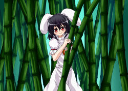 Rule 34 | 1girl, bamboo, bamboo forest, black hair, carrot necklace, forest, inaba tewi, nature, necklace, rabbit ears, red eyes, ten&#039;yoku, touhou