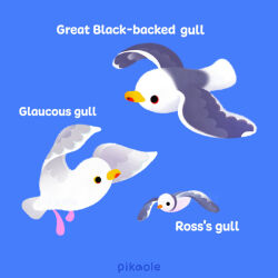 Rule 34 | animal focus, beak, bird, bird wings, black wings, blue background, empty eyes, english text, feathered wings, feathers, flying, glaucous gull, great black-backed gull, grey feathers, grey wings, gull, looking afar, looking ahead, looking up, no humans, no sclera, orange eyes, original, pikaole, red eyes, ross&#039;s gull, seabird, seagull, signature, simple background, solid circle eyes, solid eyes, white feathers, white wings, wings, yellow eyes
