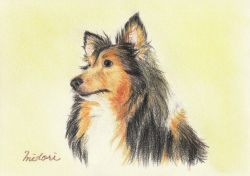 Rule 34 | animal, animal focus, black eyes, closed mouth, collie (dog), colored pencil (medium), commentary, dog, highres, looking afar, midori (user rfup2354), original, pastel (medium), signature, simple background, traditional media, upper body, yellow background