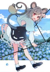 Rule 34 | 1girl, animal, animal ears, black dress, black footwear, bloomers, blue capelet, blue flower, blush, capelet, dowsing rod, dress, flower, full body, grey hair, highres, jewelry, looking at viewer, mouse (animal), mouse ears, mouse tail, mozukuzu (manukedori), nazrin, open mouth, pendant, red eyes, shoes, short hair, smile, socks, solo, tail, touhou, twitter username, underwear, white bloomers, white socks