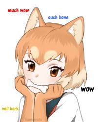 Rule 34 | 10s, 1girl, :3, absurdres, animal ears, artist name, bad id, bad tumblr id, bone, brown eyes, dog (shiba inu) (kemono friends), dog ears, doge, elbow gloves, gloves, head rest, head tilt, highres, kemono friends, kumaartsu, looking at viewer, meme, mouth hold, orange hair, short hair, simple background, solo, upper body, white background