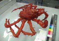 Rule 34 | crab, giant enemy crab, no humans, photo (medium), tagme