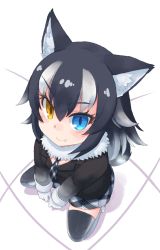 Rule 34 | 10s, 1girl, :&gt;, animal ears, black hair, black jacket, black thighhighs, blazer, blue eyes, blush, breast pocket, clenched hands, eyebrows, eyelashes, fang, fang out, floor, from above, full body, fur collar, fur trim, gloves, gradient clothes, grey wolf (kemono friends), hair between eyes, heterochromia, highres, indoors, jacket, kemono friends, kibisake, long hair, long sleeves, looking at viewer, looking up, multicolored hair, necktie, nose blush, plaid, plaid necktie, plaid neckwear, plaid skirt, pleated skirt, pocket, shadow, skirt, sleeve cuffs, slit pupils, smile, solo, squatting, thighhighs, tsurime, two-tone hair, v-shaped eyebrows, wavy hair, white background, white gloves, white hair, wolf ears, yellow eyes, zettai ryouiki