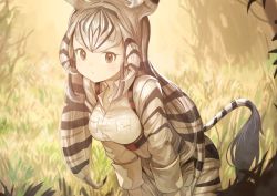 Rule 34 | 1girl, animal ears, animal print, black hair, breast pocket, chapman&#039;s zebra (kemono friends), collared shirt, commentary request, cowboy shot, extra ears, foliage, grass, hands on own knees, harness, kemono friends, khakis, koruse, long hair, long sleeves, looking at viewer, multicolored hair, pocket, print shirt, print shorts, shirt, short hair, shorts, sidelocks, sleeves rolled up, solo, very long hair, white hair, zebra ears, zebra print, zebra tail