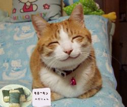 Rule 34 | cat, hello kitty, photo (medium), pillow, sanrio, smile, tagme, third-party edit
