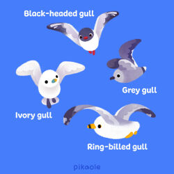 Rule 34 | animal focus, beak, bird, bird wings, black-headed gull, black wings, blue background, empty eyes, english text, feathered wings, feathers, flying, grey feathers, grey gull, grey wings, gull, ivory gull, looking afar, looking ahead, looking up, no humans, no sclera, orange eyes, original, pikaole, red eyes, ring-billed gull, seabird, seagull, signature, simple background, solid circle eyes, solid eyes, white feathers, white wings, wings, yellow eyes