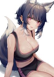 Rule 34 | 1girl, animal ear fluff, animal ears, black shorts, blue hair, blush, breasts, cleavage, extra ears, fang, feet out of frame, highres, illian-san, large breasts, looking at viewer, medium hair, midriff, navel, open mouth, original, pink hair, shorts, simple background, sitting, skin fang, solo, sweatdrop, tail, tank top, underbust, white background, wolf ears, wolf girl, wolf tail