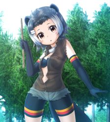 Rule 34 | 10s, 1girl, american beaver (kemono friends), animal ears, bare shoulders, beaver ears, beaver tail, black gloves, blush, breasts, brown eyes, cleavage, day, elbow gloves, forest, gloves, grey hair, kakutasu (akihiron cactus), kemono friends, looking at viewer, medium breasts, multicolored hair, nature, navel, outdoors, parted lips, short shorts, shorts, solo, standing, stick, tail, tree, white hair