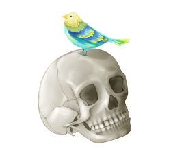 Rule 34 | animal, animal on head, bird, bird on head, commentary, enushi (3 7 1), no humans, on head, original, simple background, skull, white background