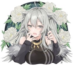 Rule 34 | 1girl, ahoge, animal ears, bare shoulders, blush, breasts, cleavage, commentary request, fang, flower, grey eyes, grey hair, hair between eyes, highres, hololive, large breasts, lion ears, lion girl, long hair, long sleeves, looking at viewer, nail polish, open mouth, saku2621, see-through, see-through cleavage, shishiro botan, shishiro botan (1st costume), simple background, solo, tongue, upper body, virtual youtuber, white background