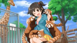 Rule 34 | 10s, 1girl, ;d, akagi miria, animal, artist request, black hair, brown eyes, highres, idolmaster, idolmaster cinderella girls, idolmaster cinderella girls starlight stage, jpeg artifacts, official art, one eye closed, open mouth, red panda, sitting, skirt, sky, smile, solo, two side up