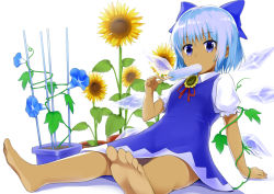 Rule 34 | 1girl, arm support, barefoot, blue bow, blue dress, blue eyes, blue flower, blue hair, bow, cirno, collared shirt, commentary request, dress, eating, expressionless, fairy wings, flower, food, food in mouth, foreshortening, hair bow, hand up, hidden star in four seasons, holding, holding food, ice, ice wings, looking at viewer, melting, mocchisake, neck ribbon, pinafore dress, plant, popsicle, potted plant, puffy short sleeves, puffy sleeves, red ribbon, ribbon, shadow, shirt, short hair, short sleeves, simple background, sitting, sleeveless dress, solo, sunflower, tan, tanline, tanned cirno, toes, touhou, vines, white background, white shirt, wing collar, wings