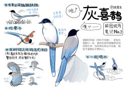 Rule 34 | animal, animal focus, bird, chinese commentary, chinese text, closed mouth, commentary request, drinking, flying, food, garlica, grass, highres, magpie, multiple views, no humans, original, puddle, simple background, translation request, water, white background