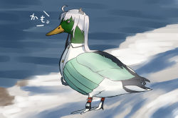 Rule 34 | ahoge, animal, animal focus, animalization, beach, beak, bird, character request, claws, closed mouth, clothed animal, colored sclera, commentary request, duck, from side, full body, graphite (medium), grey hair, kantai collection, long hair, mallard, nostrils, ocean, outdoors, parted bangs, purple sclera, sketch, solo, standing, traditional media, translation request, waves, wing collar