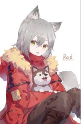 Rule 34 | 1girl, animal, animal ears, arknights, boots, brown footwear, brown pants, character name, dog, fang, feet out of frame, fur-trimmed jacket, fur trim, grey hair, holding, holding animal, holding dog, jacket, knees up, looking at viewer, nejikyuu, open mouth, pants, projekt red (arknights), red jacket, short hair, simple background, sitting, solo, tail, white background, wolf ears, wolf tail, yellow eyes