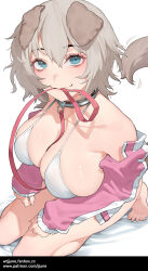 Rule 34 | 1girl, animal collar, animal ears, bare shoulders, bed sheet, blue eyes, bra, breasts, cleavage, collar, collarbone, dog ears, dog girl, dog tail, from above, grey hair, hair between eyes, highres, jacket, jjune, large breasts, long sleeves, looking at viewer, mouth hold, off shoulder, original, pink jacket, puffy long sleeves, puffy sleeves, seiza, short hair, sitting, skindentation, solo, tail, track jacket, underwear, white bra
