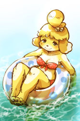 Rule 34 | 1girl, afloat, alternate costume, animal crossing, animal ears, animal feet, animal nose, bare shoulders, barefoot, bell, bikini, blonde hair, blue background, blush, breasts, cleavage, closed mouth, collarbone, dog ears, dog girl, dog tail, feet, female focus, front-tie bikini top, front-tie top, furry, furry female, gradient background, green eyes, hair bell, hair ornament, hair tie, happy, innertube, isabelle (animal crossing), jingle bell, looking at viewer, medium breasts, navel, nintendo, polka dot, polka dot bikini, red bikini, setouchi kurage, short hair, skindentation, smile, solo, swim ring, swimsuit, tail, topknot, transparent, water