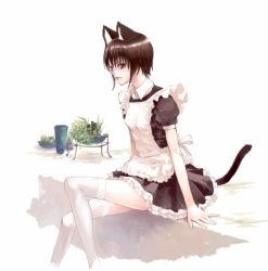Rule 34 | 1girl, animal ears, apron, arm support, black hair, brown eyes, cat ears, cat girl, cat tail, es, es (cah60700), female focus, fingernails, legs, looking away, maid, maid apron, original, petite, plant, short hair, simple background, sitting, solo, tail, thighhighs, white background, white thighhighs, zettai ryouiki