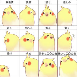 Rule 34 | animal, beak, bird, chart, closed eyes, expressions, feathers, fishball, happy, no humans, open mouth, sad, simple background, translation request