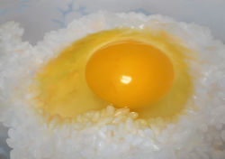 Rule 34 | bowl, chaostarou, egg, food, food focus, no humans, original, photorealistic, realistic, rice, still life, tamagokake gohan