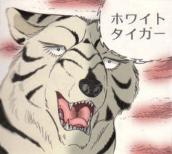 Rule 34 | dog, fangs, ginga nagareboshi gin, lowres, white tiger (ginga nagareboshi gin), wolf