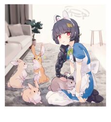 Rule 34 | 1girl, absurdres, ahoge, animal, animal ears, apron, black footwear, black hair, blue archive, blue dress, braid, bright pupils, couch, dress, fake animal ears, frilled apron, frills, grey halo, halo, highres, indoors, leaf, leaf on head, long hair, miyu (blue archive), pantyhose, plant, potted plant, rabbit, rabbit ears, red eyes, shoes, short sleeves, single braid, solo, white apron, white pantyhose, white pupils, wrist cuffs, xsan