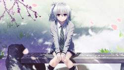 Rule 34 | 1girl, ai (re:lief), bench, black socks, blush, boots, cherry blossoms, copyright request, female focus, game cg, grass, looking at viewer, necktie, official art, outdoors, petals, purple eyes, re:lief ~shin&#039;ai naru anata e~, school uniform, shirt, short hair, side ponytail, silver hair, sitting, skirt, smile, socks, solo, source request, technoheart, tree, white shirt