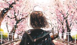 Rule 34 | 1girl, brown hair, cherry blossoms, commentary request, day, facing away, from behind, joze, original, outdoors, path, petals, road, sailor collar, school uniform, serafuku, short hair, solo, tree, upper body, wind
