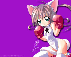 Rule 34 | 1girl, animal ears, boxing gloves, cat, cat ears, cat tail, gloves, kazakami, kazakami shun, solo, tail, thighhighs, wallpaper