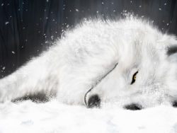 Rule 34 | 00s, kiba, looking at viewer, no humans, official art, official wallpaper, snow, snowing, solo, wallpaper, wolf, wolf&#039;s rain, yellow eyes