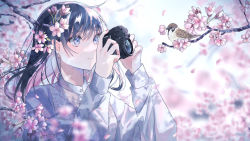 Rule 34 | 1girl, artist name, bird, black hair, blouse, blurry, blurry background, branch, camera, cherry blossoms, closed mouth, colored inner hair, commentary request, depth of field, earrings, eurasian tree sparrow, flower earrings, grey shirt, hair between eyes, hands up, highres, holding, holding camera, jewelry, light smile, long hair, long sleeves, multicolored hair, original, pink hair, shirt, signature, solo, sparrow, sutera sea, upper body, white shirt