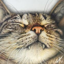 animal animal_focus cat chie_t19690428 close-up closed_mouth colored_pencil_(medium) commentary_request fangs highres no_humans original photorealistic realistic signature simple_background traditional_media whiskers white_background