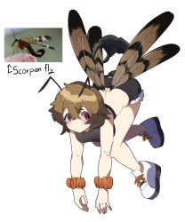 Rule 34 | 1girl, absurdres, antennae, arthropod girl, bad id, bad pixiv id, black shorts, brown hair, bug, closed mouth, cross-laced footwear, flying, full body, fur-trimmed shorts, fur trim, gomulgong, hair between eyes, highres, insect wings, looking at viewer, o3o, orange scrunchie, original, personification, photo inset, pink eyes, rectangular pupils, reference inset, scorpion tail, scrunchie, shoes, short hair, shorts, simple background, sneakers, solo, tail, white background, white footwear, wings, wrist scrunchie