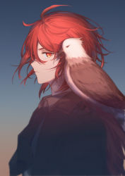 Rule 34 | 1boy, absurdres, ahoge, animal, animal on shoulder, bird, bird on shoulder, closed mouth, collared shirt, commentary, diluc (genshin impact), expressionless, genshin impact, gradient sky, grey shirt, hair between eyes, hawk, highres, jacket, long hair, long sleeves, looking at viewer, low ponytail, male focus, mugiko mz, open clothes, open jacket, outdoors, ponytail, profile, red eyes, red hair, shirt, sidelocks, sideways glance, sky, solo, sunset, upper body, white jacket, wing collar